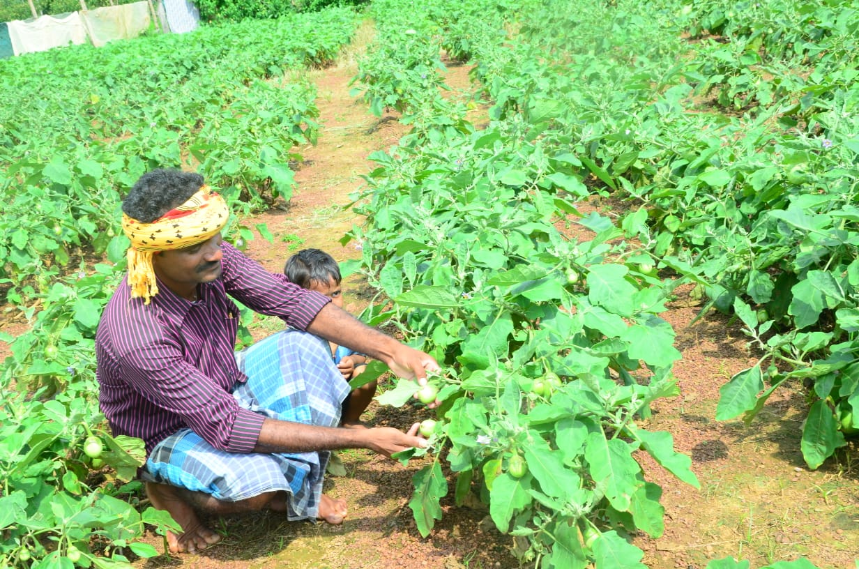 कोसमी में फलीभूत हो रही है बाड़ी योजना, गांव के 40 किसान बाड़ी में उगा रहे हैं सब्जी