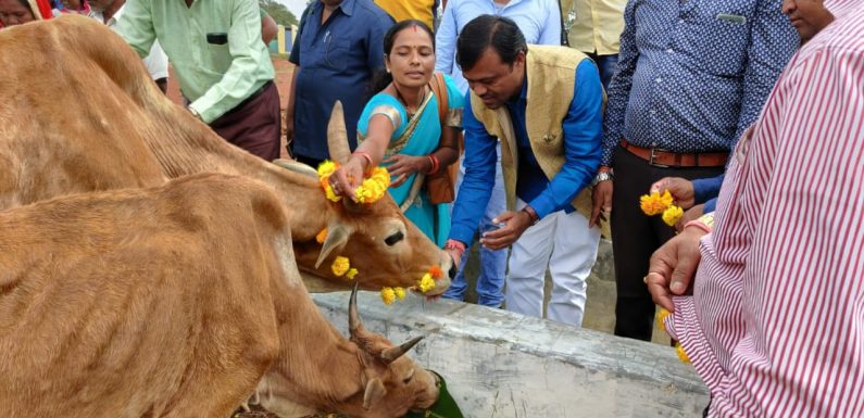 बस्तर जिले के गोठानों में हर्षोल्लास के साथ किया गया गोवर्धन पूजा, गाय-बैलों की पूजा-अर्चना के साथ खिलाई गई खिचड़ी