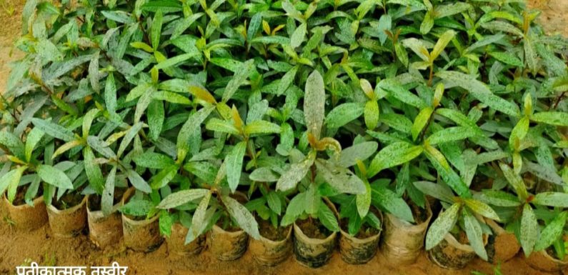 पौधों की घर पहुंच सेवा की शुरूआत 25 जून से, बस्तर संभाग के सभी वनमंडल से पौधों के लिए वन विभाग ने किया संपर्क नंबर जारी