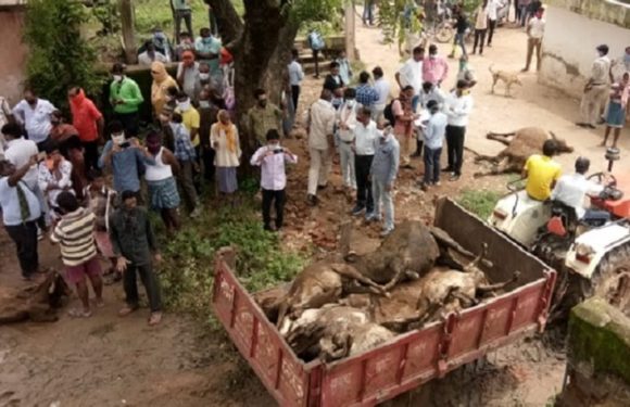 नेता प्रतिपक्ष कौशिक ने गायों की मौत पर उठाए सवाल, जिम्मेदारों पर की सख्त कार्रवाई की मांग, वहीं मुख्यमंत्री ने बिलासपुर कलेक्टर को दिए जिम्मेदारों पर कार्रवाई के निर्देश