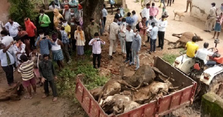 नेता प्रतिपक्ष कौशिक ने गायों की मौत पर उठाए सवाल, जिम्मेदारों पर की सख्त कार्रवाई की मांग, वहीं मुख्यमंत्री ने बिलासपुर कलेक्टर को दिए जिम्मेदारों पर कार्रवाई के निर्देश