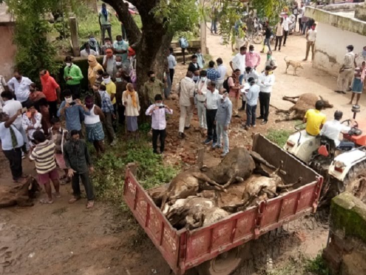 नेता प्रतिपक्ष कौशिक ने गायों की मौत पर उठाए सवाल, जिम्मेदारों पर की सख्त कार्रवाई की मांग, वहीं मुख्यमंत्री ने बिलासपुर कलेक्टर को दिए जिम्मेदारों पर कार्रवाई के निर्देश