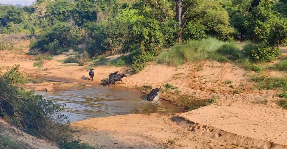 इंद्रावती टाइगर रिज़र्व में दिखा छत्तीसगढ़ के राजकीय पशु वन भैसों का झुंड, देखें वीडियो..