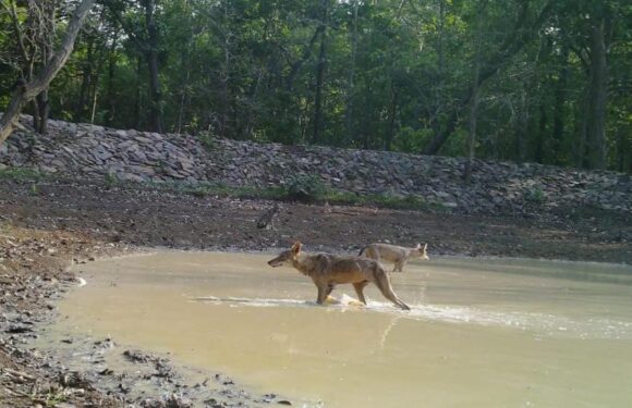 कांगेर घाटी राष्ट्रीय उद्यान में संकटप्पन जंगली भेड़ियों की हुई वापसी, देखें वीडियो..