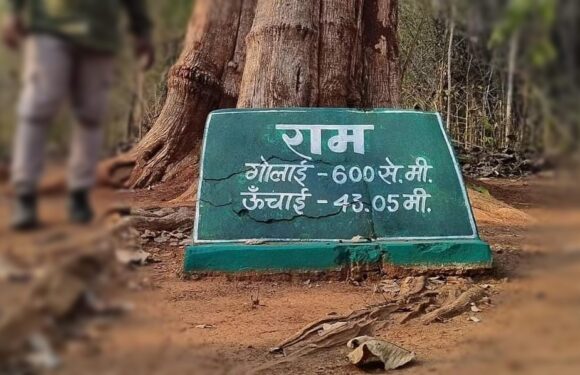 भारत के सबसे पुराने पेड़ लड़ रहे अपने अस्तित्व की लड़ाई